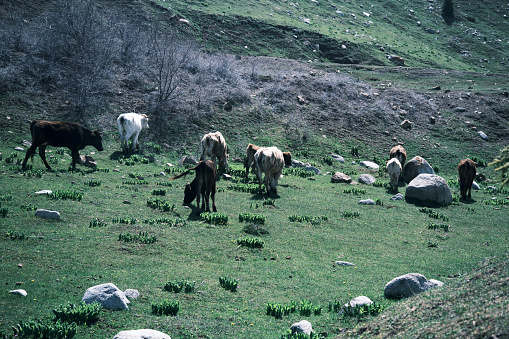 Cows grazing in mountain valley