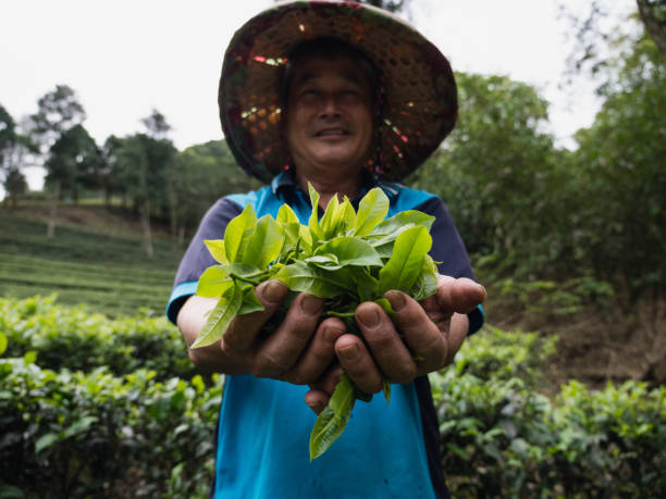 istock Farmers holding tea leaves and introduce his production 1489169437