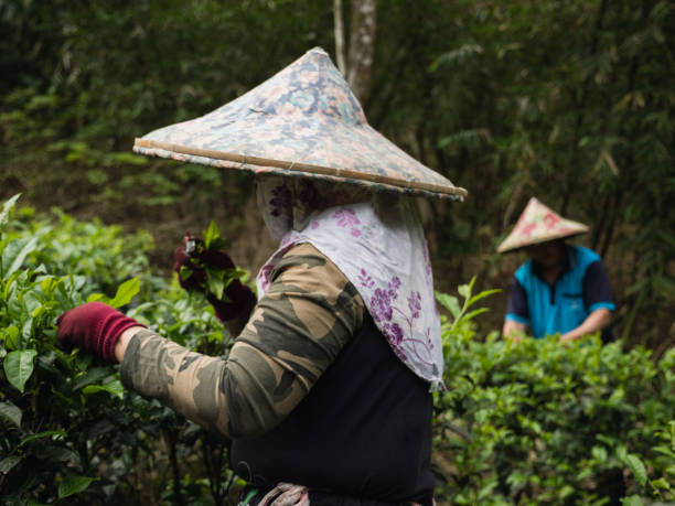 istock Farmers plucking tea leaves 1489169550