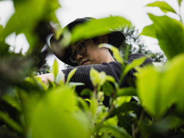 istock Farmers plucking tea leaves 1489169795