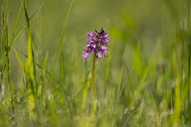 closeup de uma orquídea alado verde em um dia ensolarado na primavera - rare flower orchid beautiful - fotografias e filmes do acervo