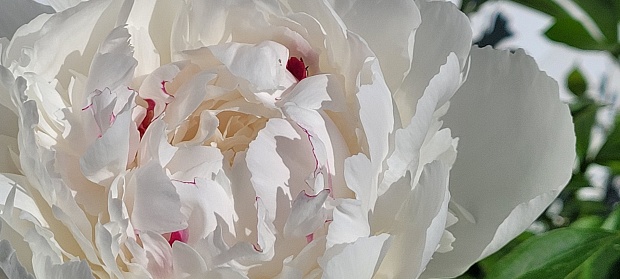 A macro shot of a white peony flower, highlighting the delicate petals and vibrant center