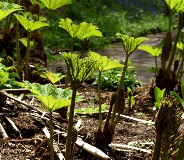 グンネラマニカタ。 - gunnera ストックフォトと画像