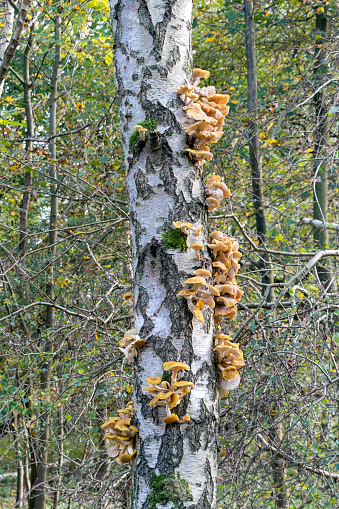Lots of mushrooms along a standing tree in a forest, the tree dies.