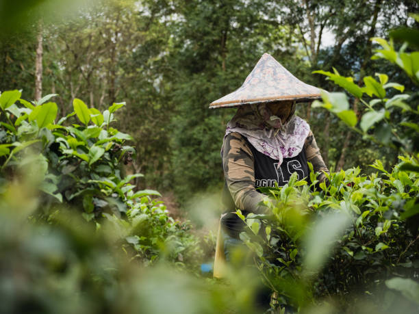 istock Farmers plucking tea leaves 1489172903