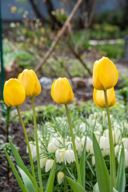 istock Yellow tulips against the backdrop of blooming hazel grouse. 1489173119