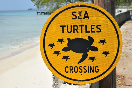 Sign Sea turtles crossing on sunlit Barbados beach.