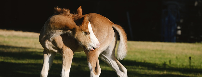 Mares and newborn foals galloping on a spring meadow. Canon Eos 1D MarkIII.