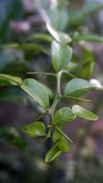 istock closeup of kaffir lime leaves and their thorny stems. 1489174849