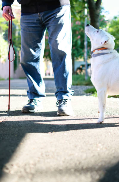 istock White dog in urban environment waiting next to his owner's feet. 1489175038