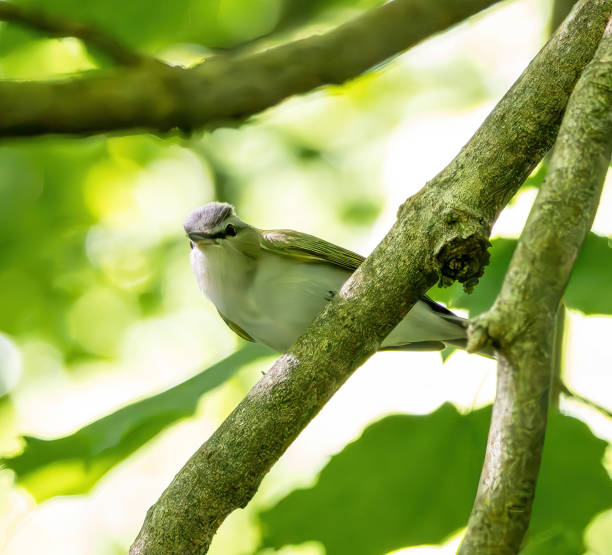 istock Birding and Hiking 1489176346