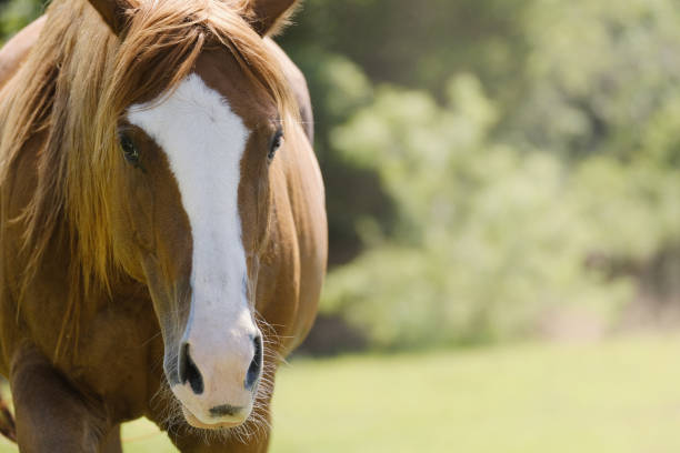 istock Sorrel mare horse with blurred background on farm. 1489176415