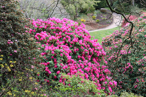 Huge rhododendron bush covered in masses of bright pink flowers
