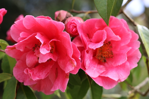 Close up of large pink camellia flowers in bloom