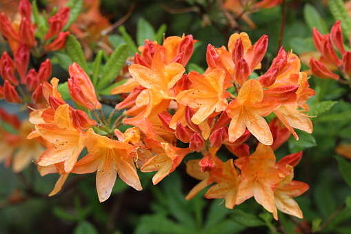 Close up of a bright orange rhododendron shrub with vivid flowers