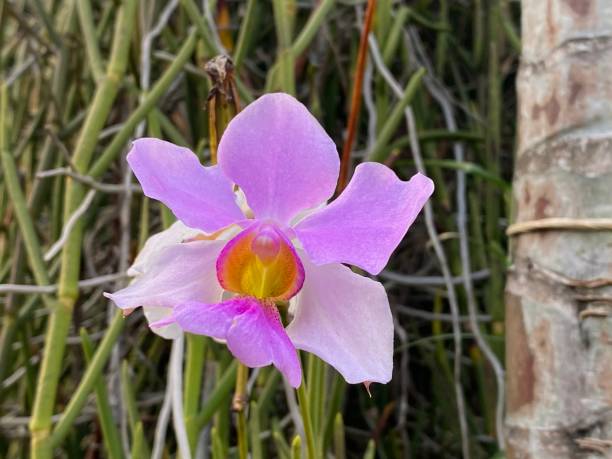 istock Purple orchid flower head 1489177525
