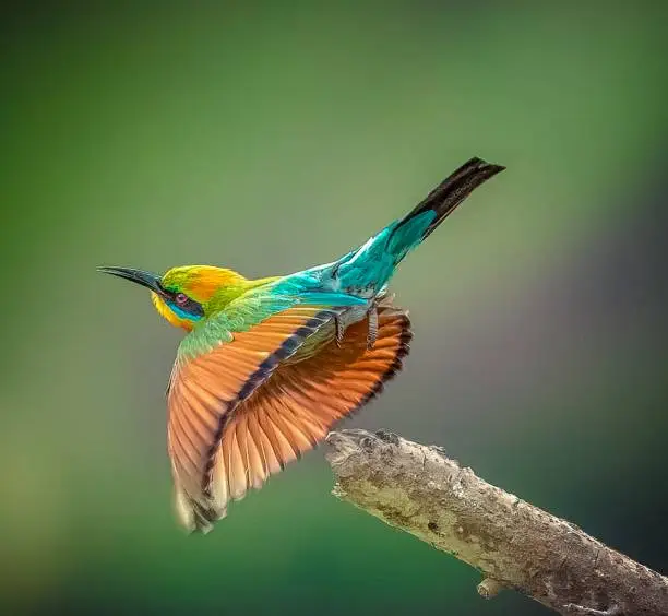 Photo of A flying bird