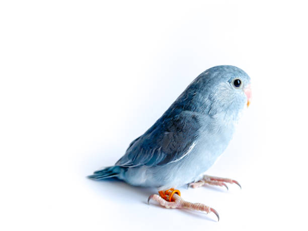 istock Forpus baby parrot bird on the white background 1489180146