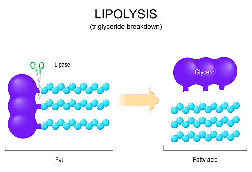 Lipolysis. Triglyceride Breakdown. Lipase is an enzyme that splits triglycerides into a glycerol molecule and three fatty acids. Vector illustration