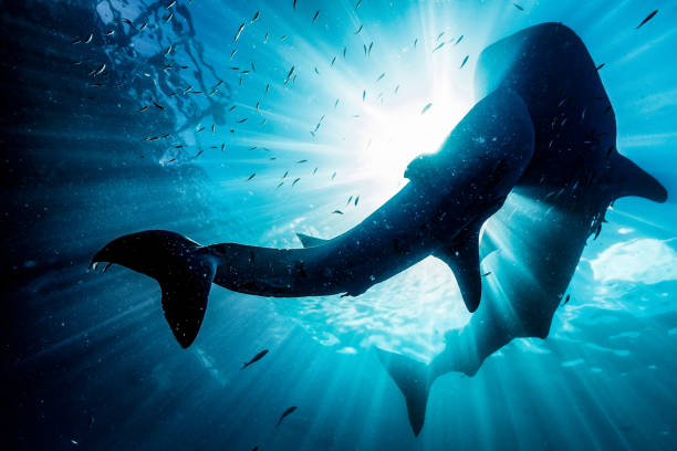 istock Whale Shark Ballet in the Sunlight, Triton Bay, Indonesia 1489182943