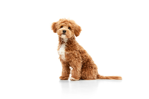 Amusing fluffy friend. Portrait of little dog, Maltipoo breed with red fur looking at camera isolated over white studio background. Dog after grooming. Friend, love, care and animal health concept