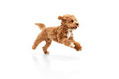 Portrait with dog, Maltipoo breed with brown fur jumping in motion isolated over white studio background. Fluffy paws