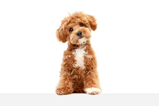 Cute charming dog. Shot of Maltipoo with big kind eyes and brown fur posing isolated over white studio background. Close up. Pet looks healthy and happy. Friend, love, care and animal health concept