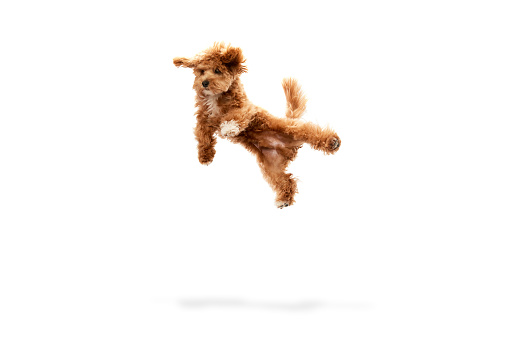 Portrait with funny animal with red fur and fluffy paws jumping isolated over white studio background. Levitating dog