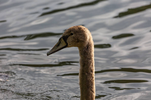 White mute swan swimming in a lake