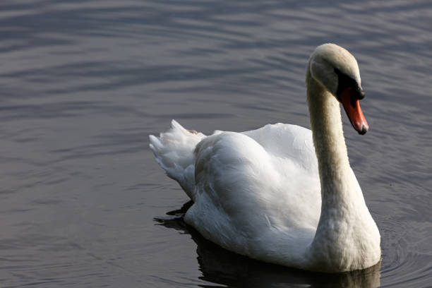 istock White mute swan swimming in a lake 1489184675