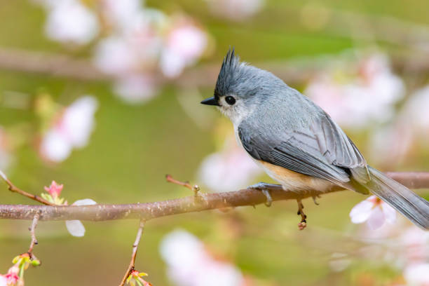 cinciallegra trapuntata in ciliegio - tufted tit foto e immagini stock