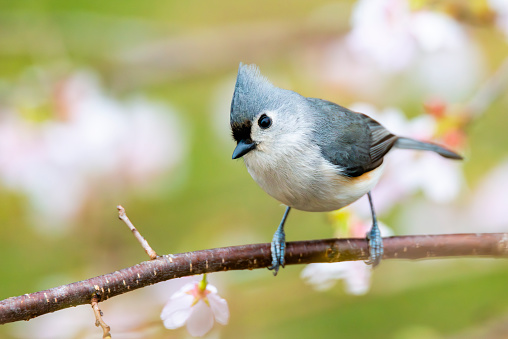 Tufted titmouse in cherry tree with spring blossoms