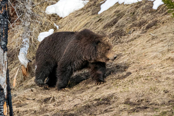 istock Grizzly Boar on the Mountainside 1489187076