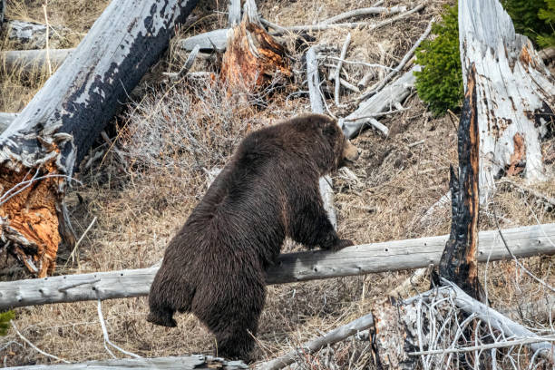 istock Climbing Grizzly Boar 1489187690