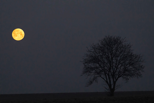 landscape with full moon and lonely tree