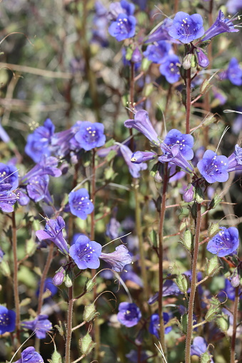 Bluebells, Phacelia Campanularia Variety Vasiformis, displaying springtime blooms in the Cottonwood Mountains, a native annual monoclinous herb with scorpioid cyme inflorescences.