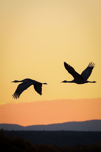 Two majestic sandhill cranes are flying through the golden sky at the picturesque sunset