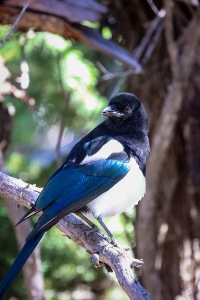 istock Black-billed Magpie perched atop a gnarled tree branch on a sunny day 1489189415