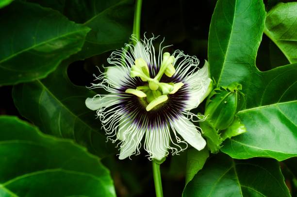 istock Vibrant image of a passion fruit flower in full bloom 1489189993