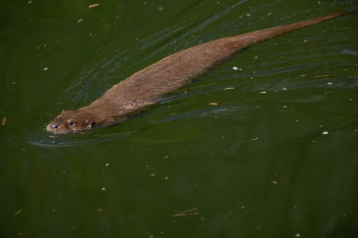 A close-up of an otter floating in tranquil water, its head above the surface, facing the camera.