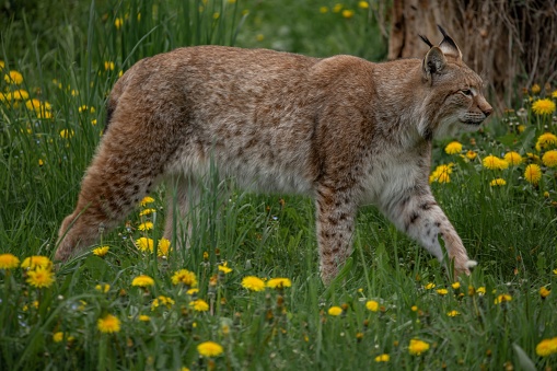 A Eurasian lynx is walking through a lush green meadow with yellow flowers.