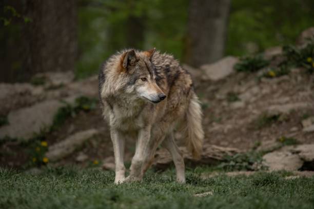 istock Majestic grey wolf standing in a green meadow in a forest. 1489191071