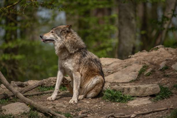 istock Gray wolf sitting on a rugged rocky surface in a dense forest. 1489191078