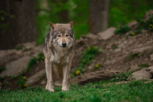 istock Grey wolf standing in a green meadow in the woods. 1489191113