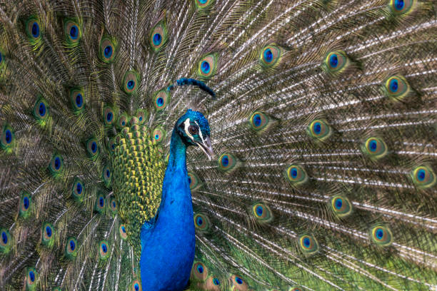 istock Closeup Image of a peacock dancing with its open feathers 1489192518