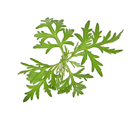 Artemisia vulgaris L, Sweet wormwood, Mugwort or artemisia annua branch green leaves isolated on white background