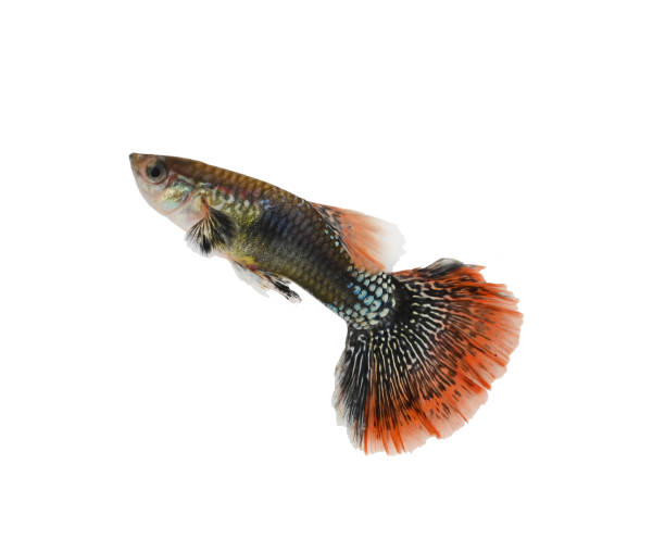 istock Orange guppy fish on white background 1489192696
