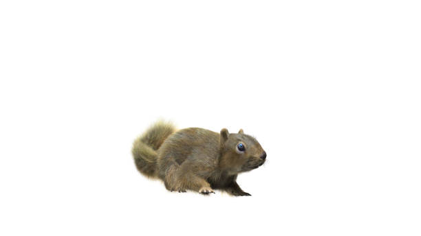 istock Squirrel with fluffy Fur in standing or jump pose isolated on White Background with Clipping Path. 1489193035