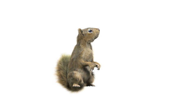 istock Squirrel with fluffy Fur in standing or jump pose isolated on White Background with Clipping Path. 1489193113