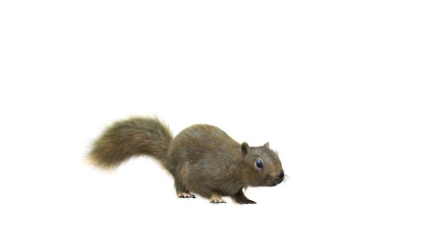 istock Squirrel with fluffy Fur in standing or jump pose isolated on White Background with Clipping Path. 1489193122